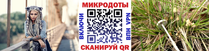 сайты даркнета телеграм Кедровый Псилоцибиновые грибы прущие грибы купить наркотик